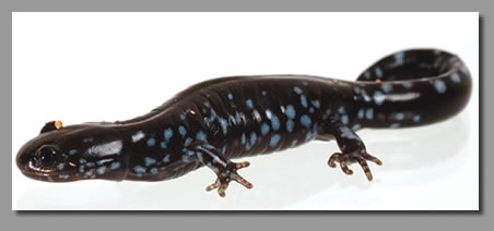 Newt