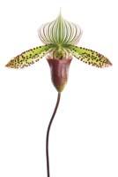 Orchid
