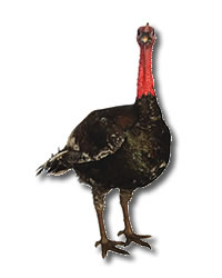 turkey