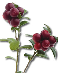 cranberries